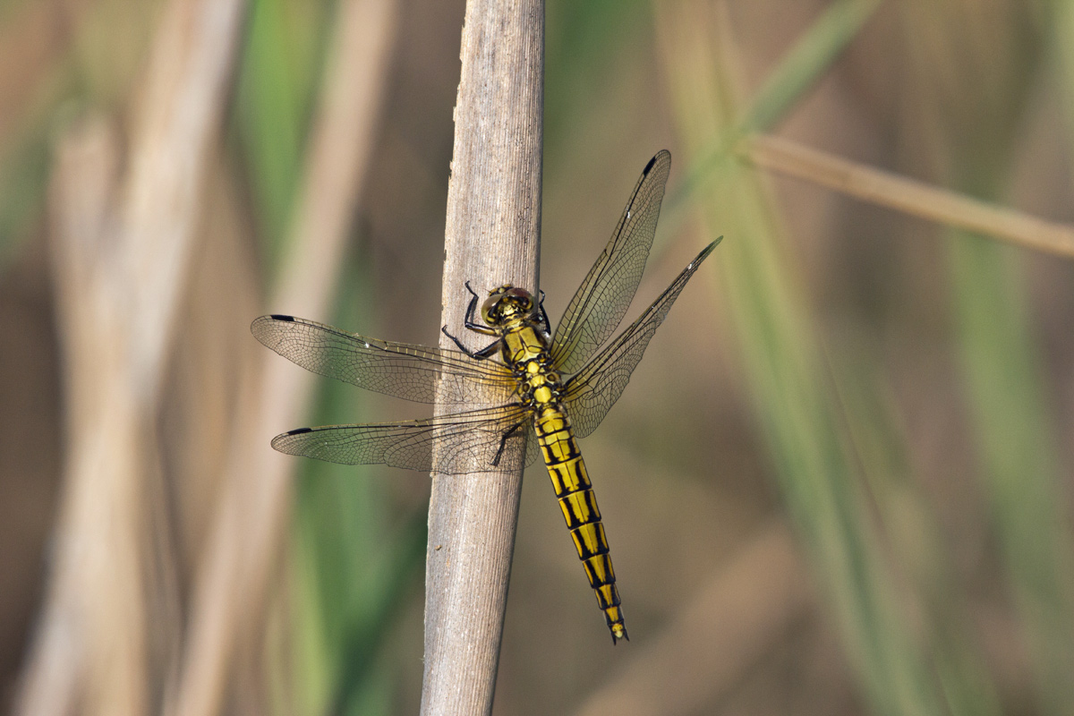 Epitheca bimaculata?